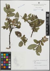 Foto von Salix hastata L.